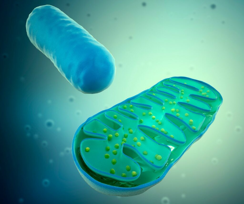 mitochondrie